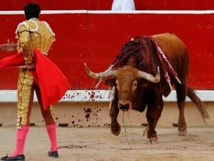 Только в прошлом году более 7,2 тысячи быков были заколоты во время корриды в Испании.